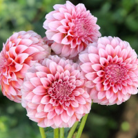 dalia1