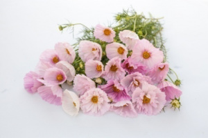 pillangovirag_pink_mix-cupcakes_blush