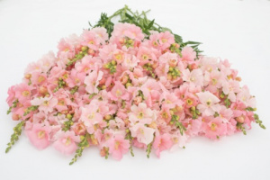 tatika-frappe_light_pink