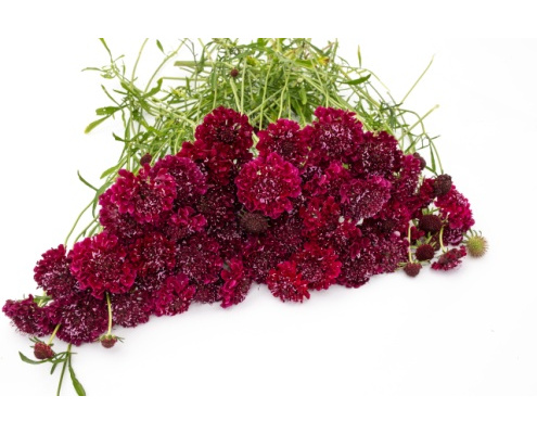 ordogszem-qis_deep_red