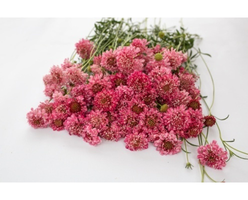 ordogszem-qis_salmon_pink
