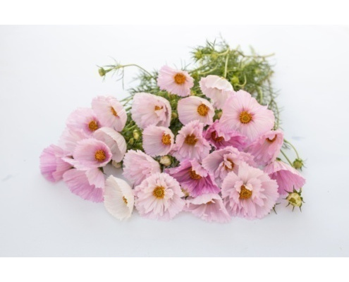 pillangovirag_pink_mix-cupcakes_blush