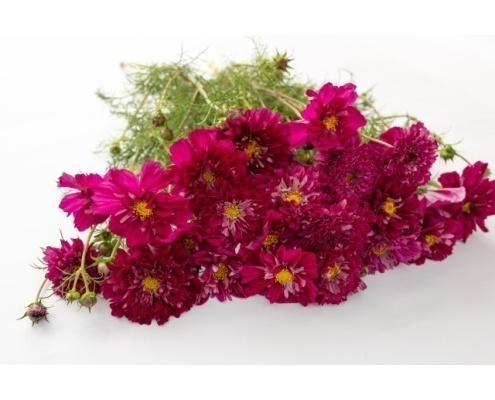 pillangovirag_pink_mix-double_click_cranberries