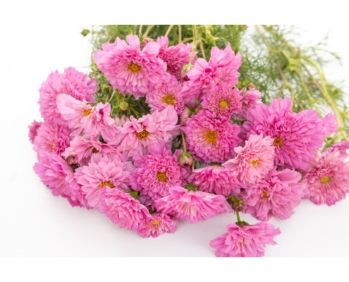 pillangovirag_pink_mix-double_click_rose_bonbon