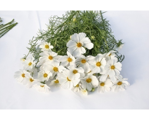 pillangovirag_white_mix-afternoon_white