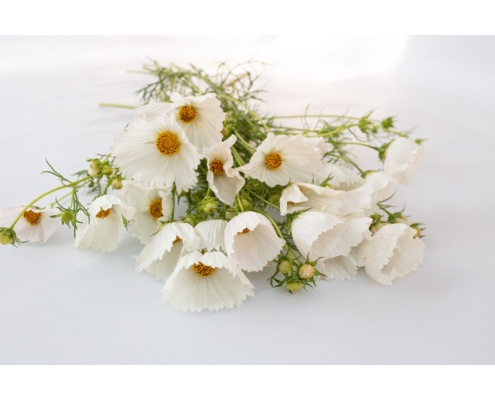 pillangovirag_white_mix-cupcakes_white