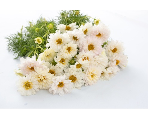 pillangovirag_white_mix-double_click_snow_puff