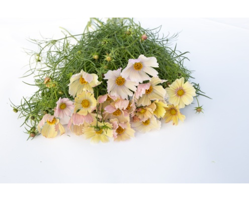 pillangovirag_yellow_mix-apricot_lemonade