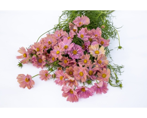 pillangovirag_yellow_mix-apricotta