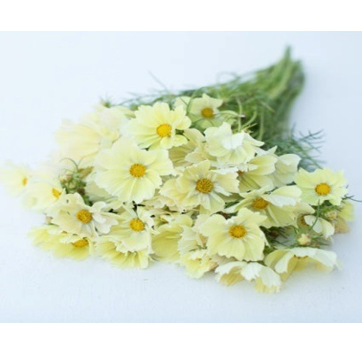 pillangovirag_yellow_mix-xanthos