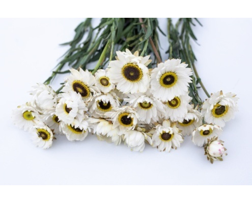 rozsagyopar-pierrot_white