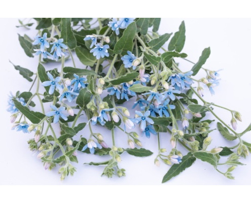 selyemkoro-heavenly_blue