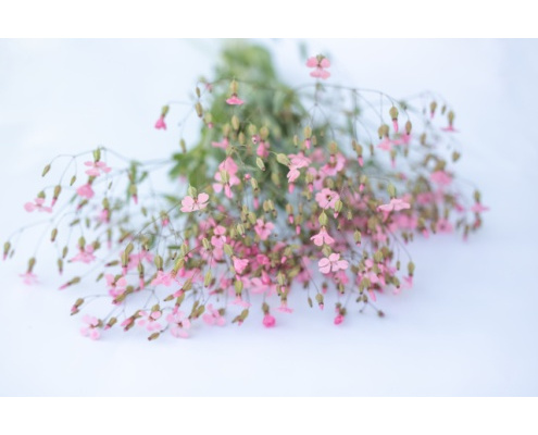 szappanfu-pink_beauty