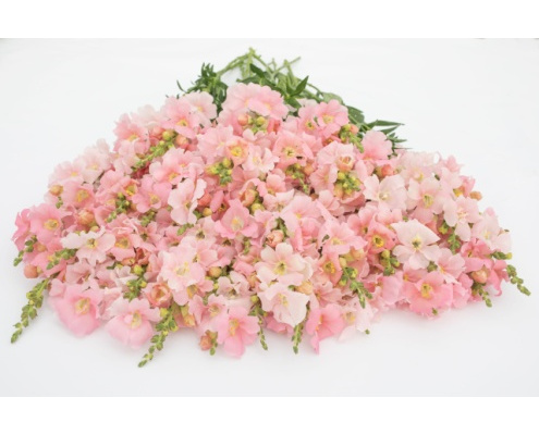 tatika-frappe_light_pink