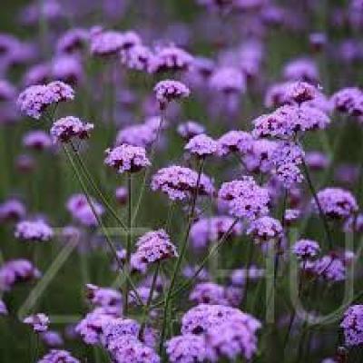 Ernyos Verbena